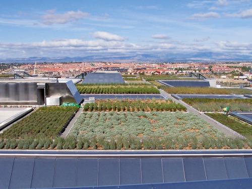 Large vegetated green roof